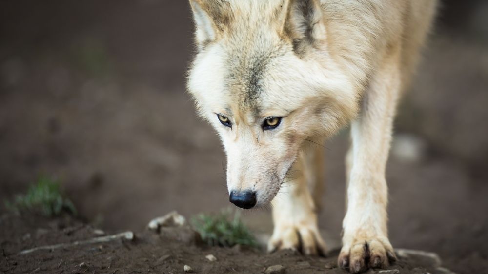 V brněnské zoo utekli čtyři vlci